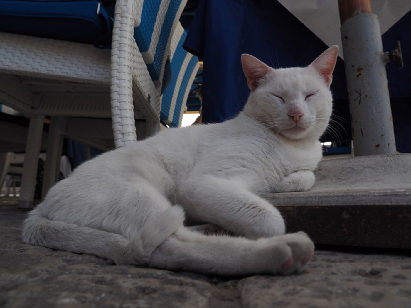 動物写真家 岩合光昭さんがつづる ネコこよみ クロアチアの中世の面影を残す立派な石段に真っ白なオスを見つけます ねこのきもちweb Magazine 動物写真家 岩合光昭さんがつづる ネコこよみ クロアチアの中世の面影を残す立派な石段に真っ白なオスを見つけます ねこのきもちweb Magazine