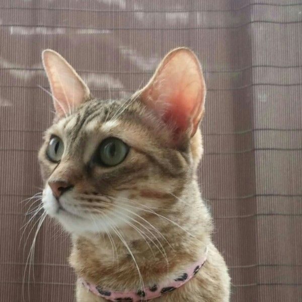 ピンクの首輪をつけた猫