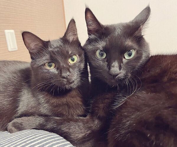 えいきちくんとおりんちゃん