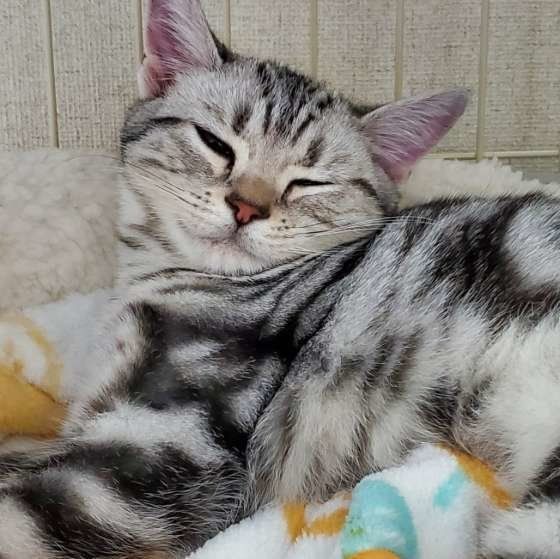 おねむなアメリカンショートヘア