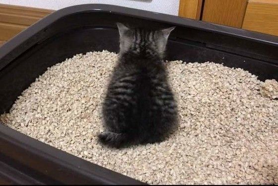 トイレをする子猫