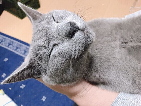 眠る猫（ロシアンブルー、オス）