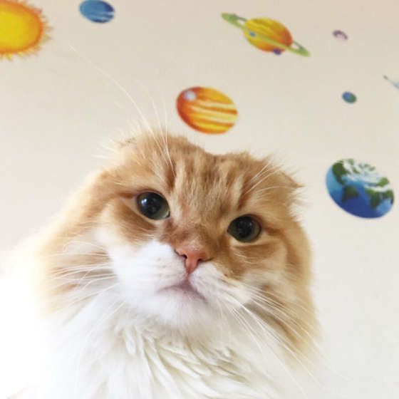 カメラ目線のスコティッシュフォールド・ロングヘア