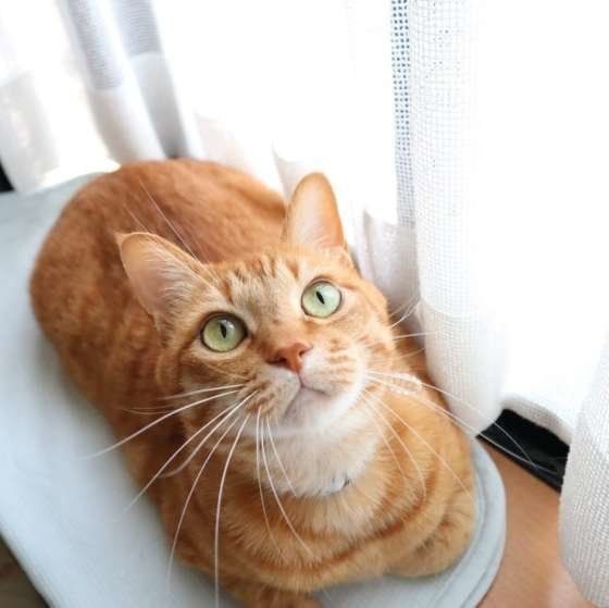 見上げる茶トラ