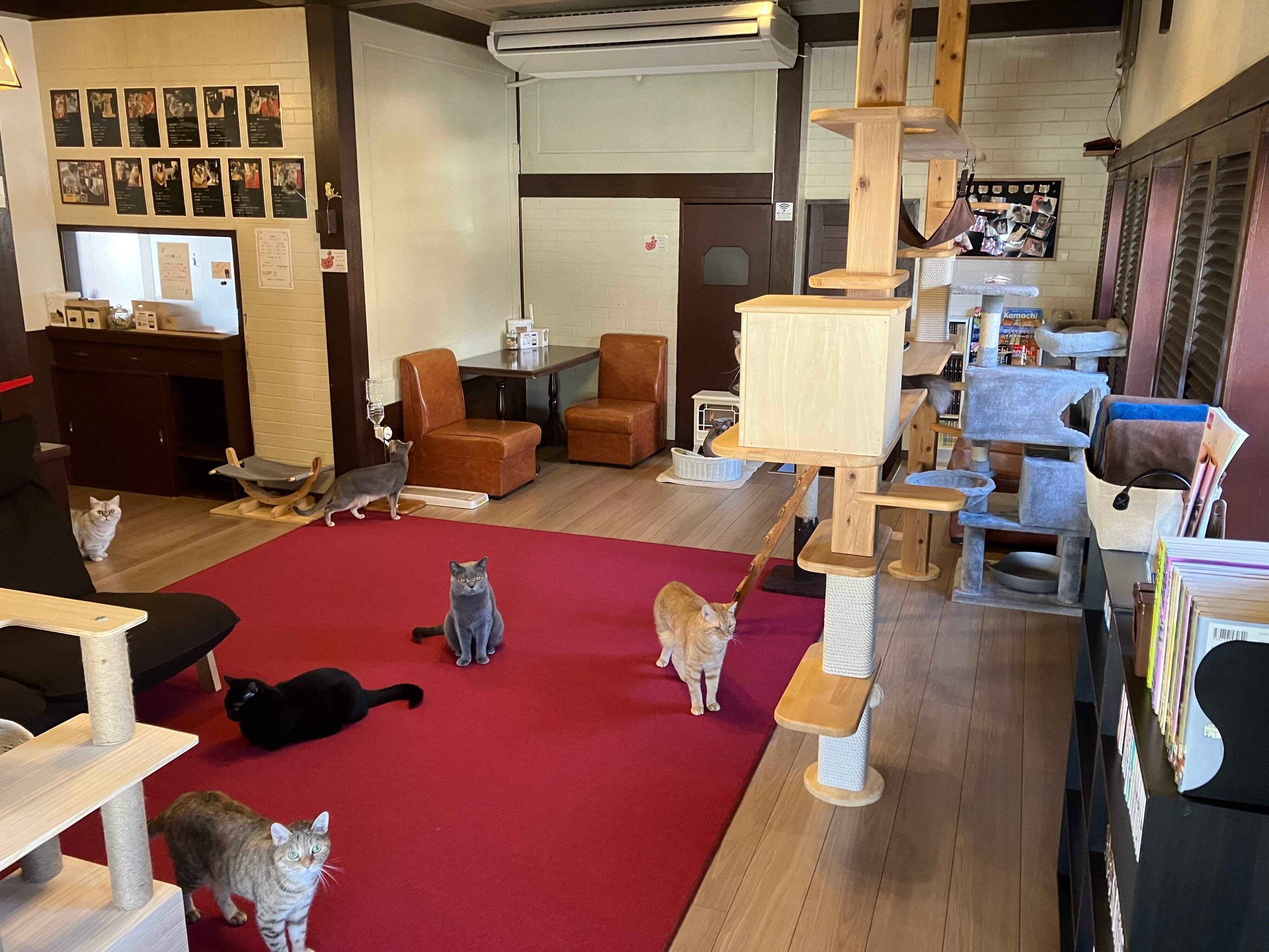 レトロな店内で気ままに過ごす猫たち