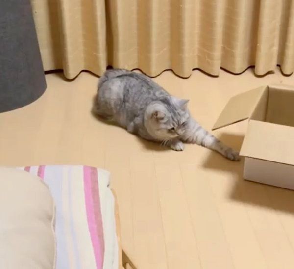 何かが見えているセルカークレックス