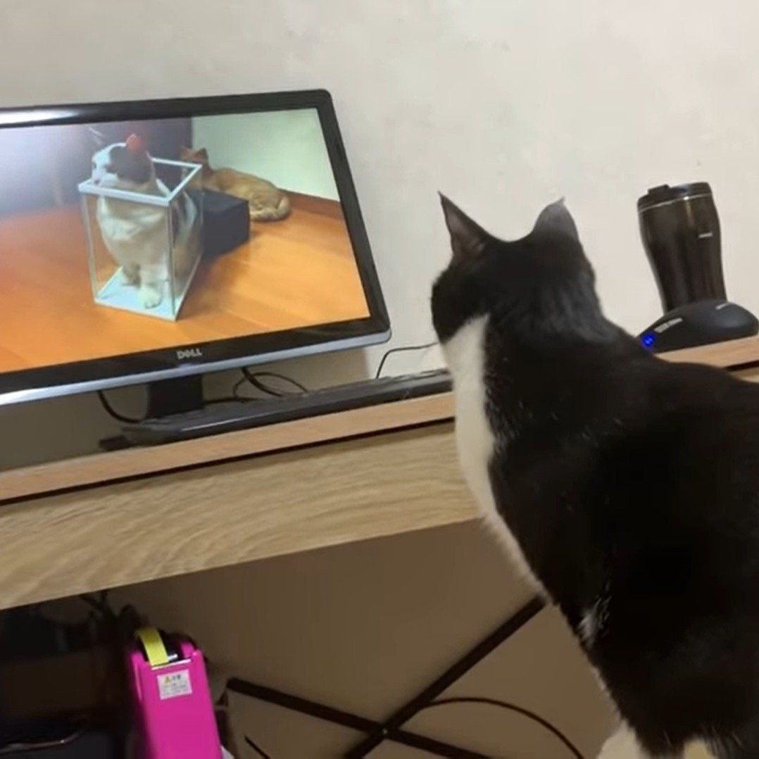 息子を見守るひまわりちゃん