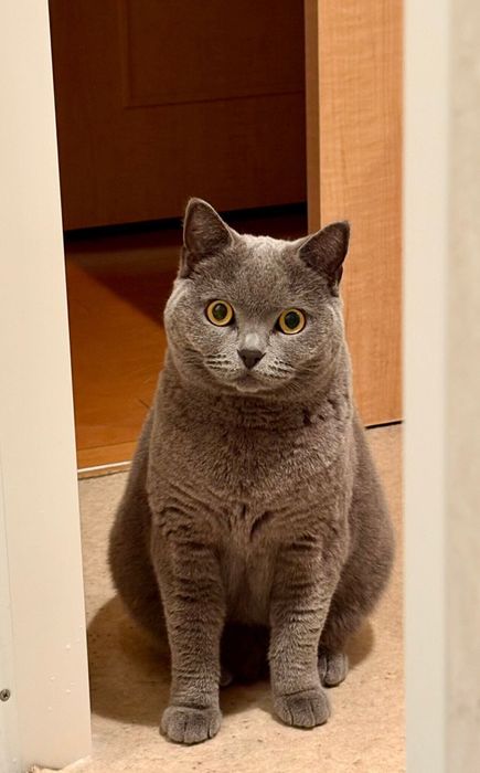飼い主を出待ちするブリティッシュショートヘア