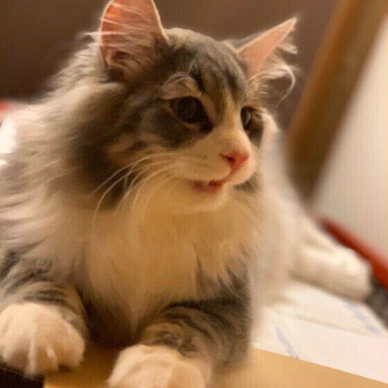 hideちゃん（ノルウェージアンフォレストキャット）