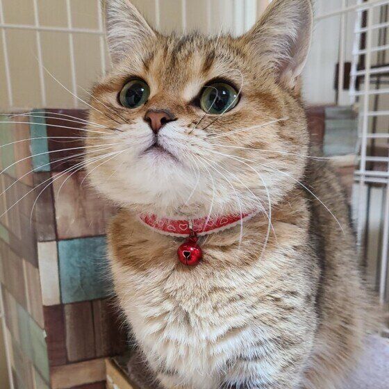 ミヌエットのモナカちゃん