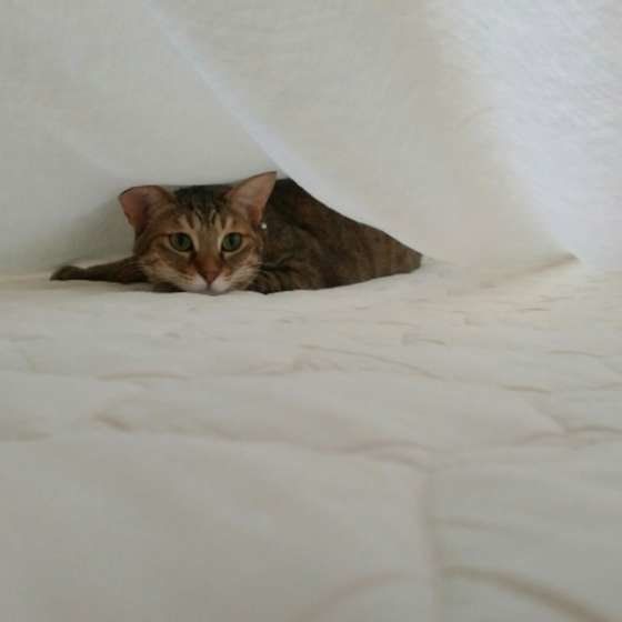 シーツの下で遊ぶ猫