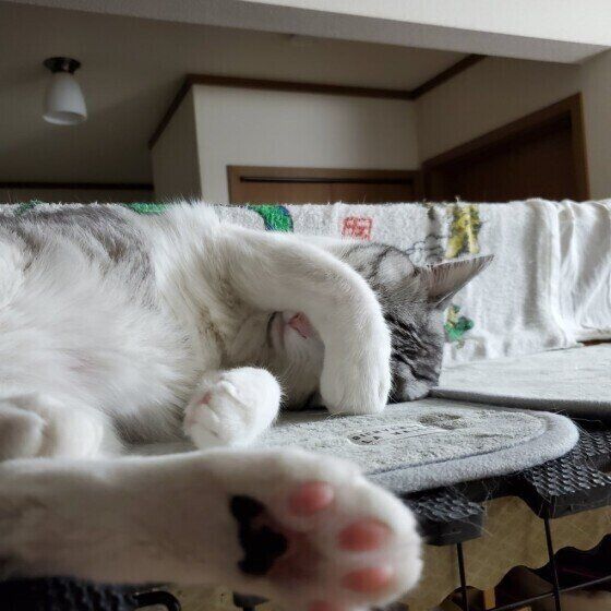 目を覆うしまきちくん