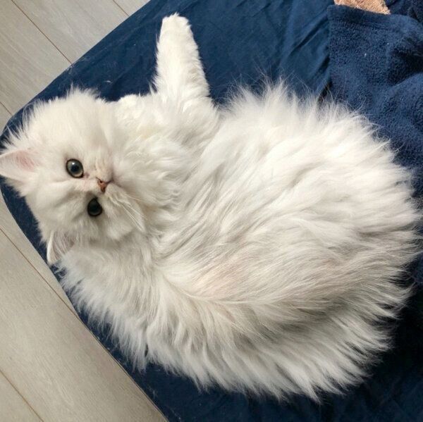 まったりする小梅ちゃん