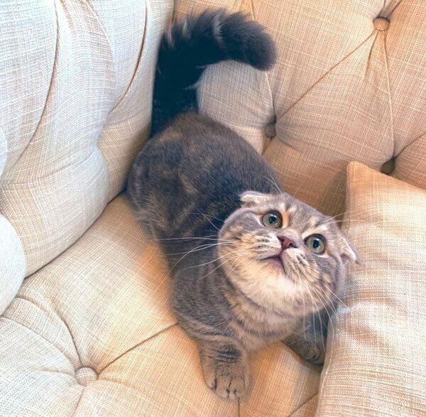 見つめるたこやきくん