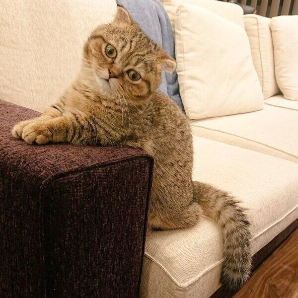 ごはんを待つたぬ吉くん