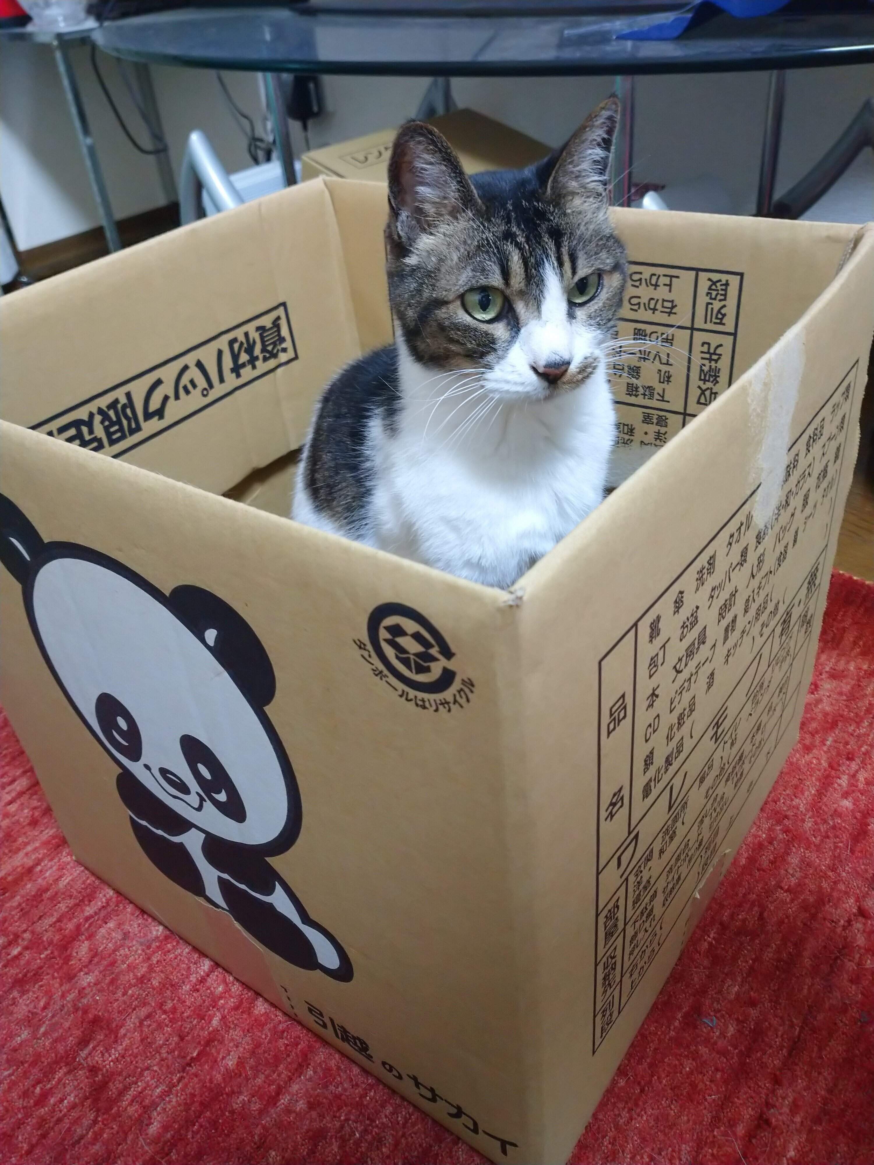 画像／ねこのきもち25年5月号