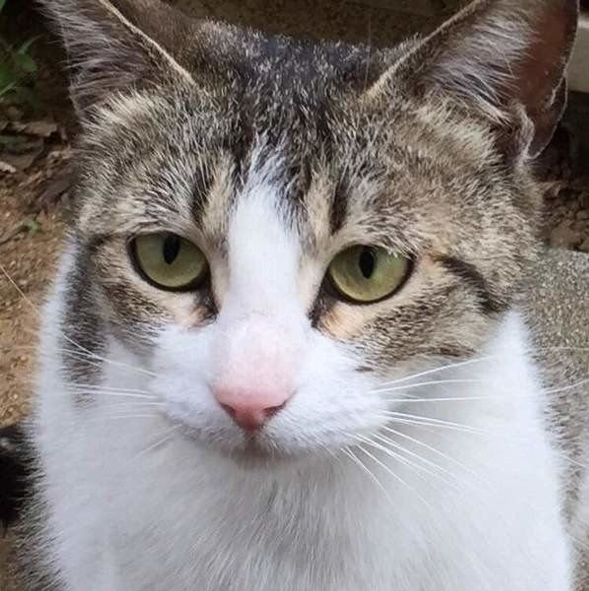 獣医師が解説 猫が臭いおならをするのはなぜ 原因と対処法とは ねこのきもちweb Magazine 獣医師が解説 猫が臭いおならをするのはなぜ 原因と対処法とは ねこのきもちweb Magazine