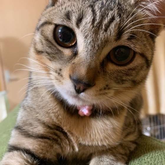 カメラ目線のキジトラ