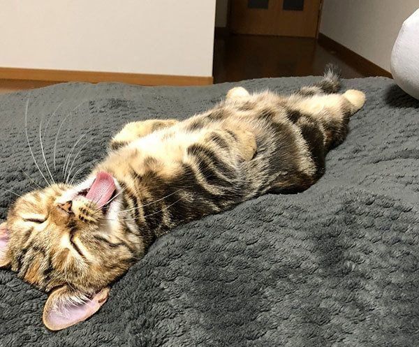 仰向けで寝るラテちゃん