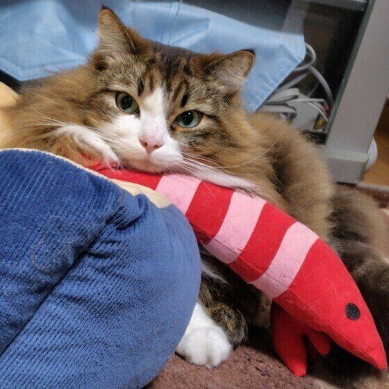 サイベリアンのコハクくん♪