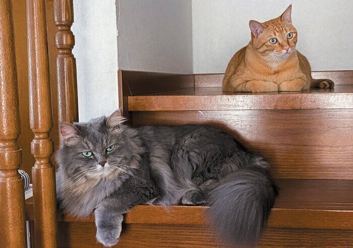 階段で休憩する2匹の猫