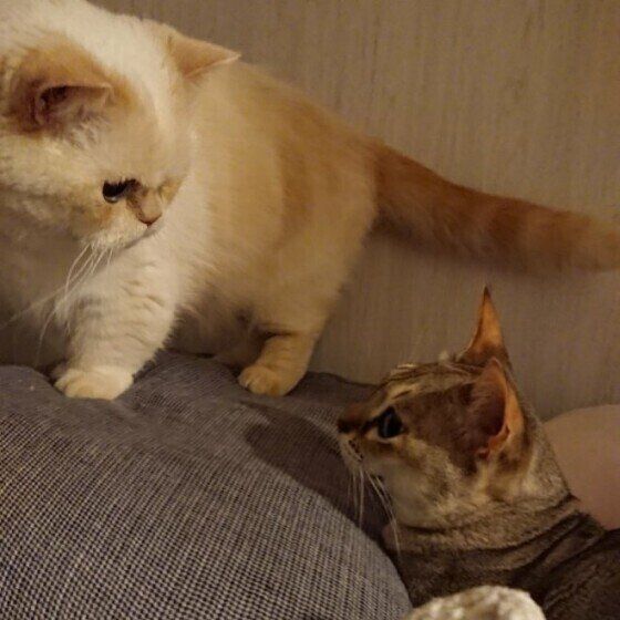 ほかの猫の縄張りに入るミヌエット（オス）