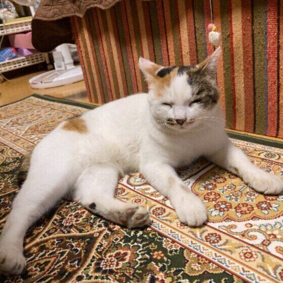 目を細めるMIX猫