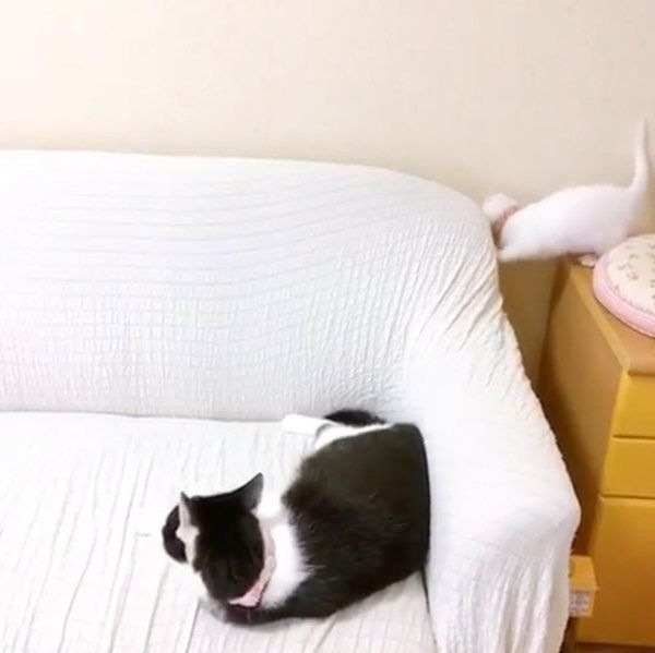 隙間に落ちる猫