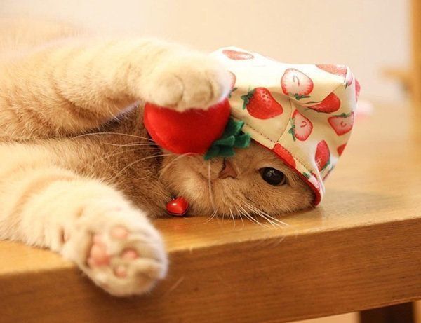 かぶりものをかぶるスコティッシュフォールド