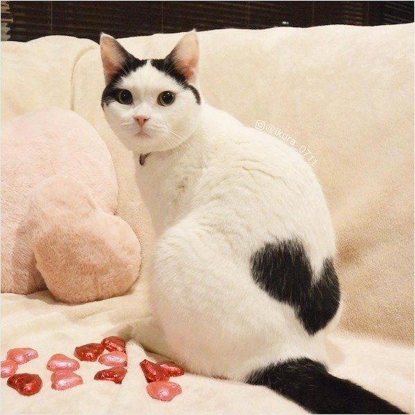 ちゅ〜る大好きな猫