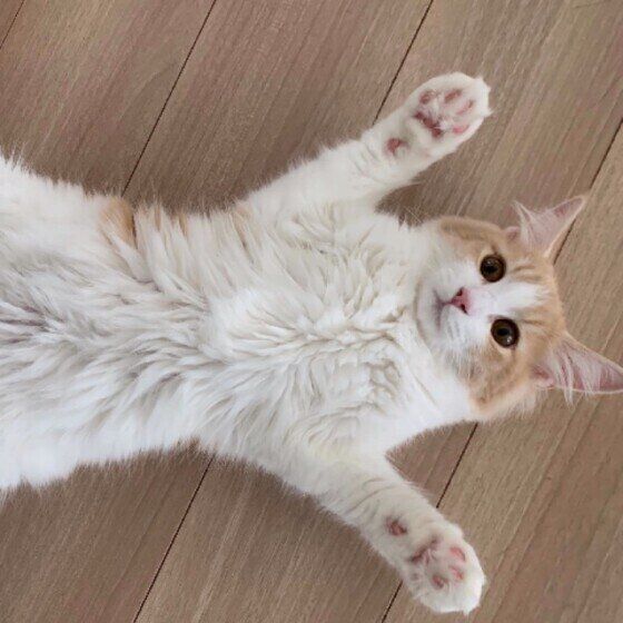 ノルウェージャンフォレストキャットのキナコちゃん