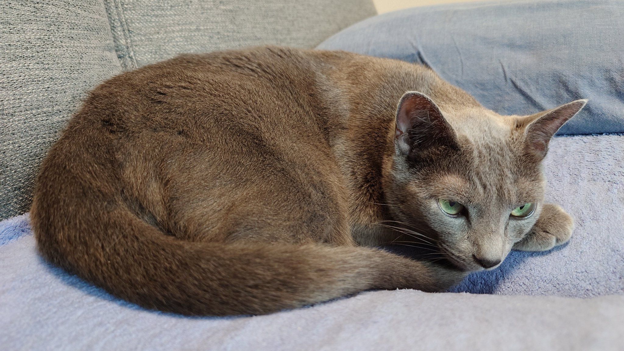 お迎えしたときは「とってもちっちゃいコ」だった生後約3カ月の子猫→4