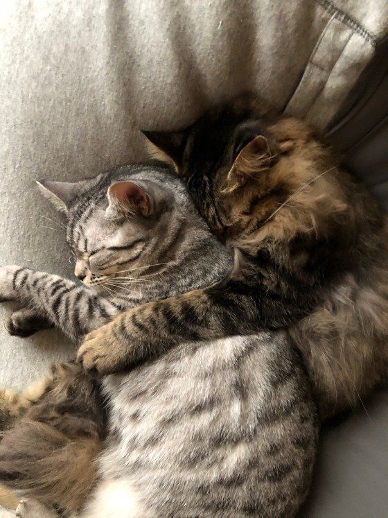 チップくん  MIX　キジトラ