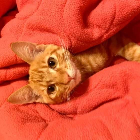 毛布に包まる茶トラ