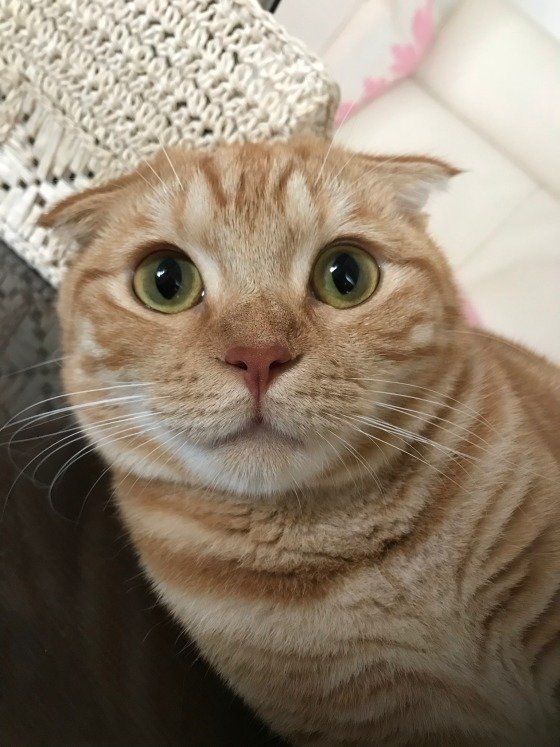 スコティッシュフォールド　サンジくん