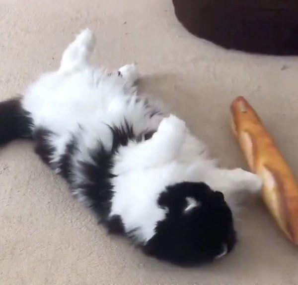 ケリケリが下手な猫