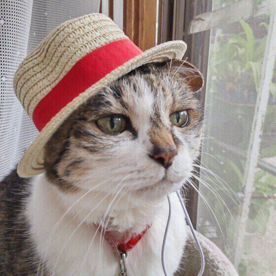 麦わら帽子の猫