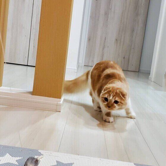 スコティッシュフォールドのれおんくん