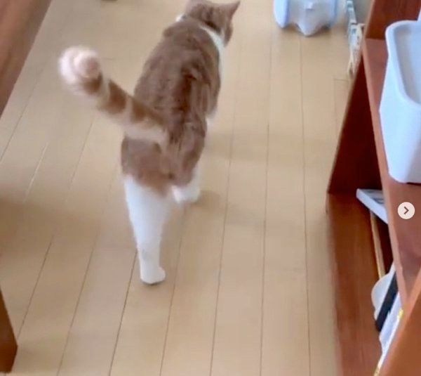 VARRAMに興味を示すスコティッシュフォールド