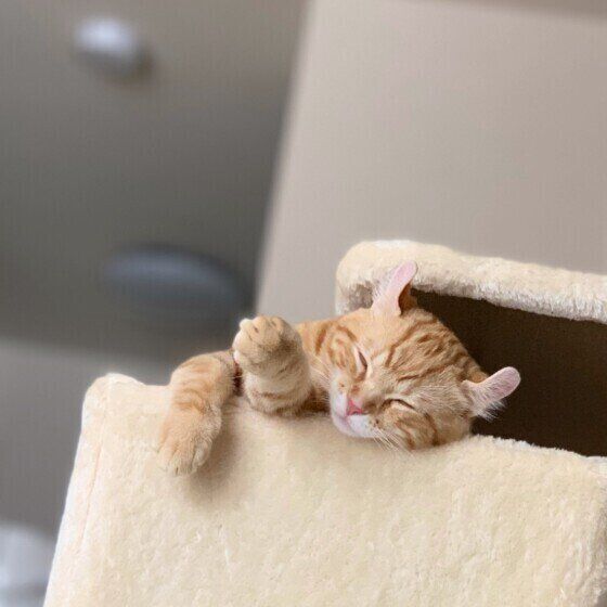 眠るアメリカンカール（オス）