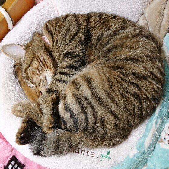 とぐろを巻くキジトラ