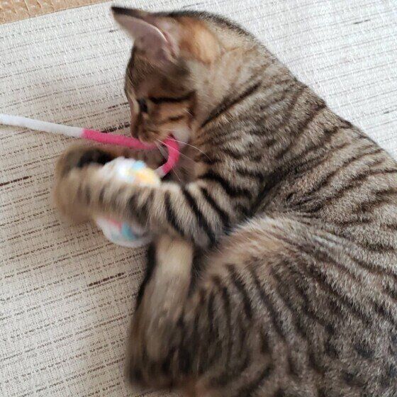 MIXキジトラのすずちゃん