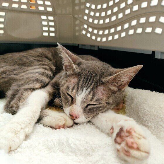 キャリーケースで眠る猫