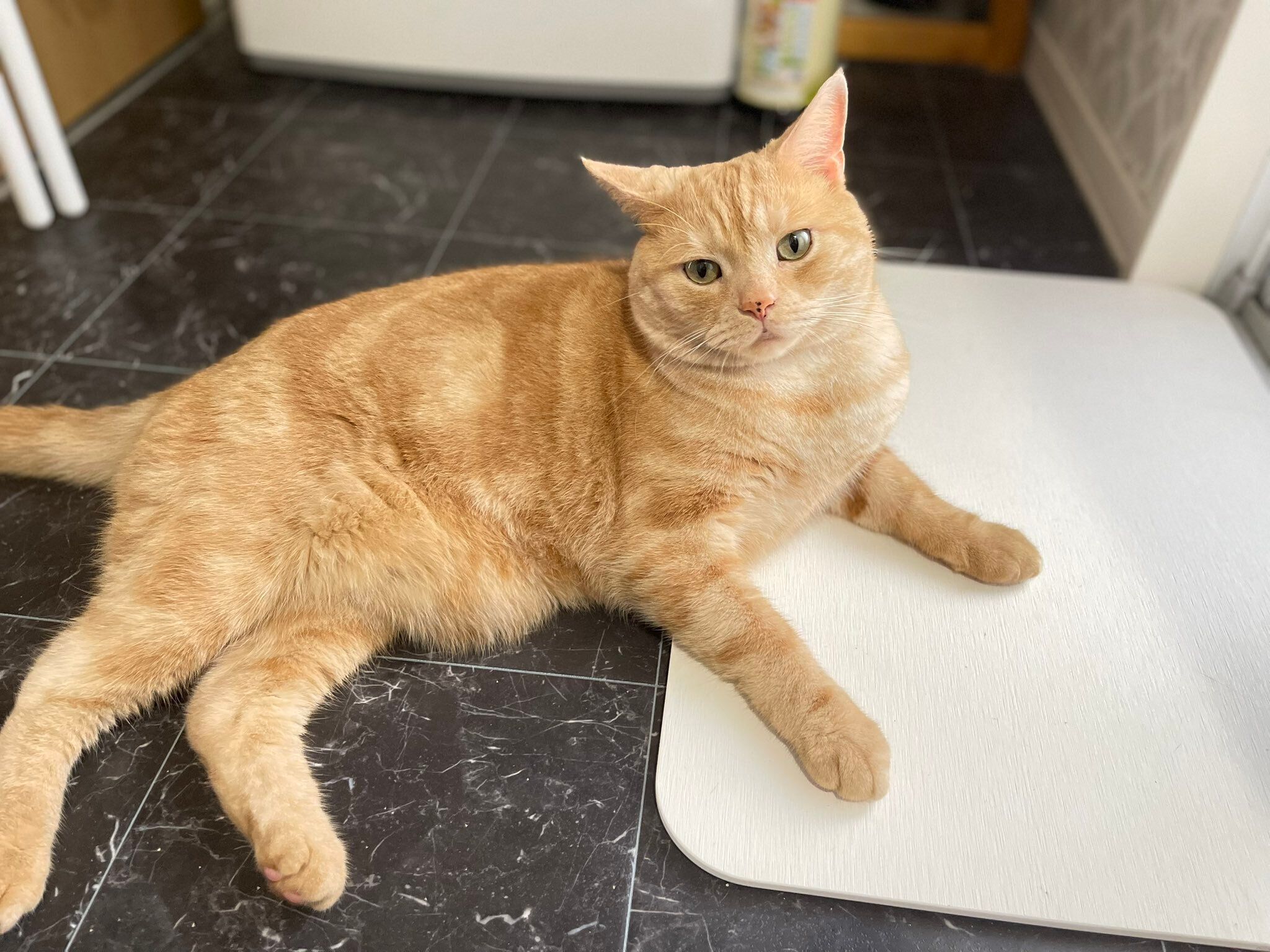 床でくつろぐアメリカンショートヘア