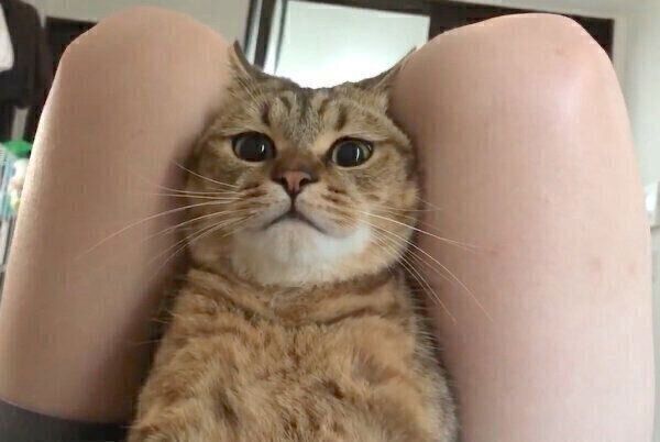 腹筋中の飼い主さんの足の間に挟まるみにらくん