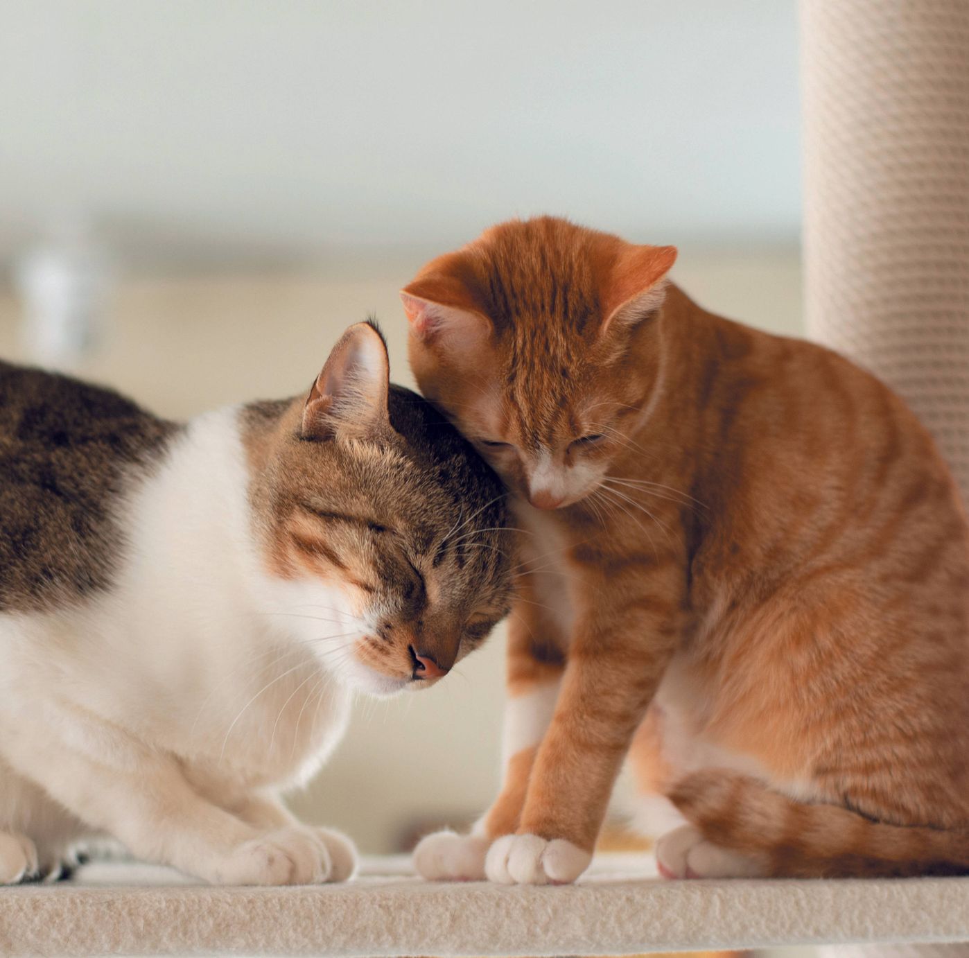 猫と目があったら ゆっくり まばたき を 猫が 目を細めて 見つめてくる理由 ねこのきもちweb Magazine 猫と目があったら ゆっくり まばたき を 猫が 目を細めて 見つめてくる理由 ねこのきもちweb Magazine