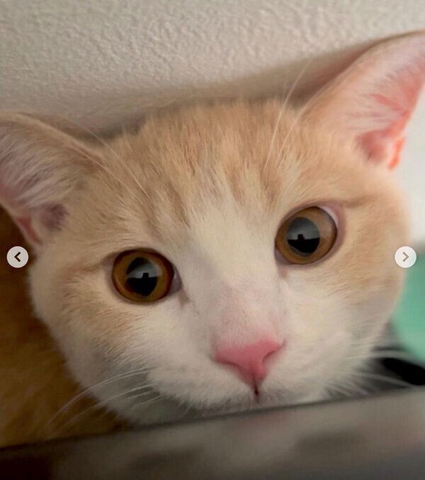 見つめるなるとくん