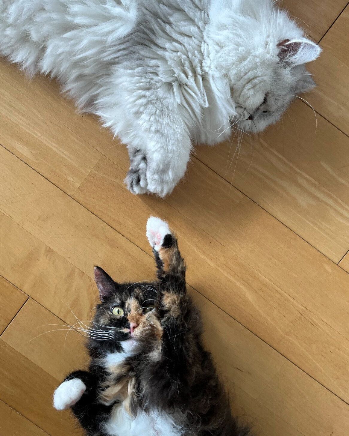 寝転がるエカちゃん、先住猫・アルくん