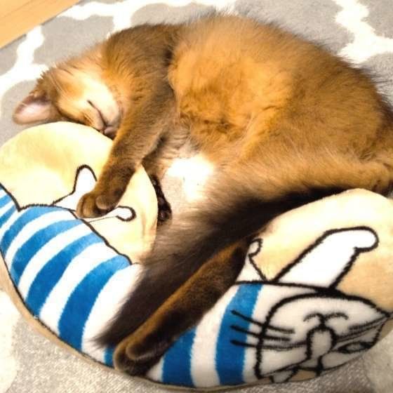 ふみふみしながら眠る猫（ソマリ、オス）