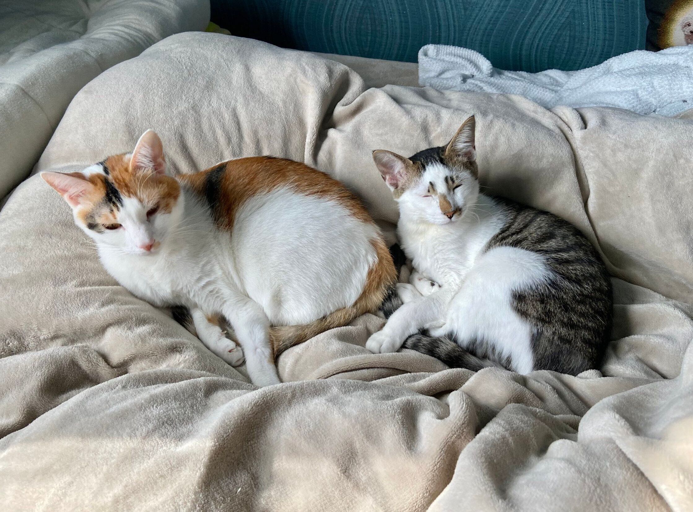 おこげちゃんと仲良く眠るブキくん